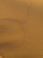 view--beetle footprints Merzouga, Sahara, Morocco, Africa