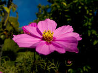 20101116162516_view--pink_flower_in_alhambra