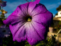 20101116162546_view--purple_flower