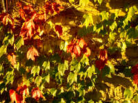view--signature of autumn Granada, Andalucia, Spain, Europe