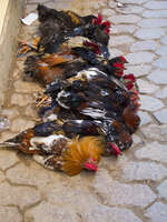 view--chicken sale Fez, Imperial City, Morocco, Africa