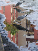view--seagulls of la linea Gibraltar, Algeciras, Cadiz, Andalucia, Spain, Europe