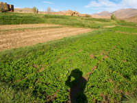 view--shadow on vegetable field Tomboctou, Todra Gorge, Morocco, Africa