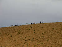 sheperds Boumalne, Dades Valley, Morocco, Africa