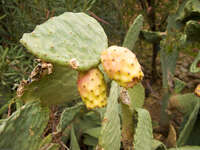 cactus Boumalne, Dades Valley, Morocco, Africa