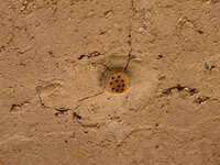 beehive Boumalne, Dades Valley, Morocco, Africa