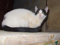 white cat with black patch Fez, Imperial City, Morocco, Africa
