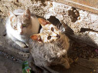 two hungry cats Fez, Imperial City, Morocco, Africa