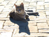 cat sunbathing Fez, Imperial City, Morocco, Africa