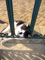 lazy cat Fez, Imperial City, Morocco, Africa