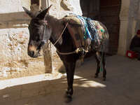 fez medina donkey Fez, Imperial City, Morocco, Africa