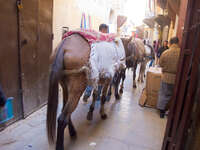 horse handlers Fez, Imperial City, Morocco, Africa