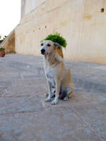 armoury guardian dog Fez, Imperial City, Morocco, Africa