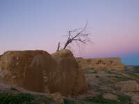 merenid tomb tree Fez, Imperial City, Morocco, Africa