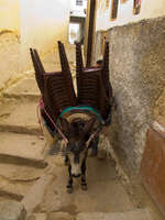 donkey chairs Meknes, Moulay Idriss, Imperial City, Morocco, Africa