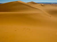 almost pristine sand dune Merzouga, Sahara, Morocco, Africa