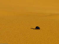 desert dung beetle Merzouga, Sahara, Morocco, Africa