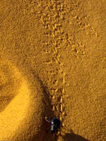 dung beetle footprints Merzouga, Sahara, Morocco, Africa