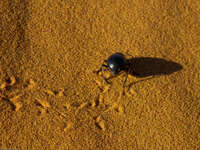 ass of dung beetle Merzouga, Sahara, Morocco, Africa