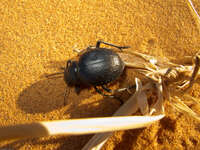 dung bettle struggling Merzouga, Sahara, Morocco, Africa