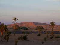 desert palm trees Merzouga, Sahara, Morocco, Africa