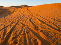 tracks infected desert Merzouga, Sahara, Morocco, Africa