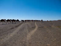 camel trains Merzouga, Sahara, Morocco, Africa