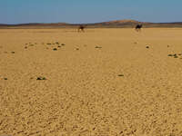 camel couple Merzouga, Sahara, Morocco, Africa