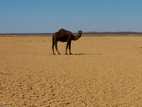 dark camel Merzouga, Sahara, Morocco, Africa