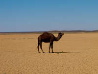balck camel Merzouga, Sahara, Morocco, Africa