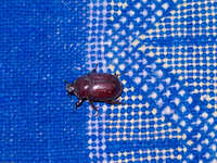 dung beetle on carpet Tinhir, Merzouga, Todra Gorge, Morocco, Africa