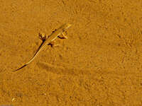 sahara dirt lizard Merzouga, Sahara, Morocco, Africa