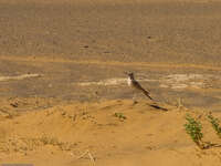 desert hill bird Merzouga, Sahara, Morocco, Africa