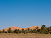 merzouga desert palm trees Merzouga, Sahara, Morocco, Africa
