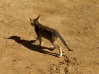 desert cat Merzouga, Sahara, Morocco, Africa