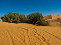 oasis trees Merzouga, Sahara, Morocco, Africa