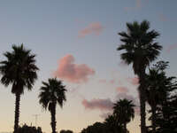 palm tree under sunset sky Tangier, Mediterranean, Morocco, Africa