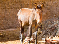 hiking donkey Tomboctou, Todra Gorge, Morocco, Africa