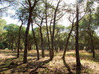 la rocina pine woods Seville, El Rocio, Andalucia, Spain, Europe