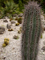 plants of the sonoran desert Gibraltar, Algeciras, Cadiz, Andalucia, Spain, Europe