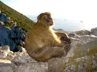 monkey business Tangier, Algeciras, Gibraltar, Mediterranean Coast, Cadiz, Morocco, Spain, Gibraltar, Africa, Europe