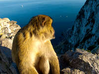 monkey on the rock Tangier, Algeciras, Gibraltar, Mediterranean Coast, Cadiz, Morocco, Spain, Gibraltar, Africa, Europe