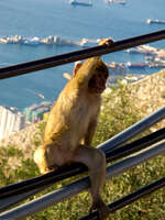 young barbary macaques Tangier, Algeciras, Gibraltar, Mediterranean Coast, Cadiz, Morocco, Spain, Gibraltar, Africa, Europe