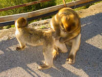 barbary macaques Tangier, Algeciras, Gibraltar, Mediterranean Coast, Cadiz, Morocco, Spain, Gibraltar, Africa, Europe