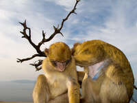 ape cave monkeys Gibraltar, Algeciras, Cadiz, Andalucia, Spain, Europe
