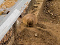 black tailed prairie dog Gibraltar, Algeciras, Cadiz, Andalucia, Spain, Europe