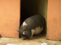 pot bellied pig Gibraltar, Algeciras, Cadiz, Andalucia, Spain, Europe