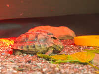 pot bellied turtle Gibraltar, Algeciras, Cadiz, Andalucia, Spain, Europe