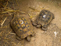 dual turtles Gibraltar, Algeciras, Cadiz, Andalucia, Spain, Europe