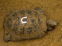 spur-thighed tortoise micro Gibraltar, Algeciras, Cadiz, Andalucia, Spain, Europe